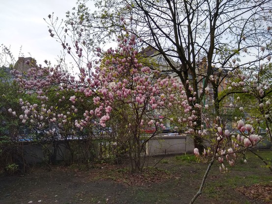 Niski, lecz szeroko rozpostarty krzew magnolii, gęsto pokryty dużymi, bladoróżowymi kwiatami.