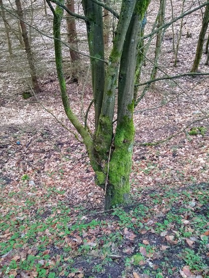 Drzewo pokryte gęstym, zielonym mchem. Wąski pień nisko poszerza się i rozdziela na kilka konarów, które rosną prawie pionowo, za wyjątkiem jednego węższego, który mocno odbija w lewo. Mech pokrywa je prawie ciągłym dywanem do wysokości nieco powyżej podziału, dalej występuje w kępach na szarobrązowej korze. Ziemia zasypana jest pomarańczowobrązowymi liśćmi, w pobliżu drzewa pokryta zielonymi, niskimi roślinkami.