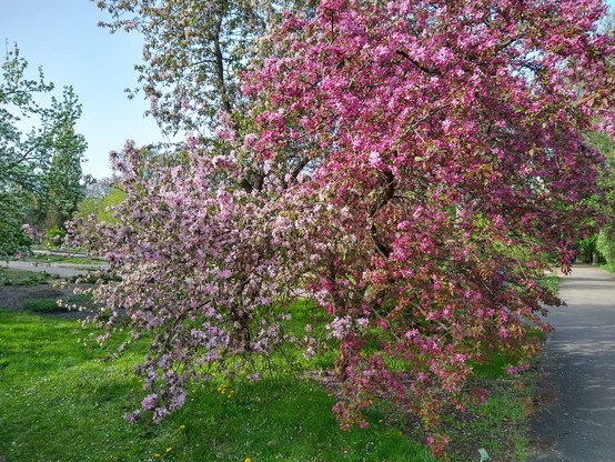 Dwa duże, przylegające do siebie krzewy na zielonej trawie. Krzew z lewej jest trochę mniejszy i gęsto pokryty bladoróżowymi kwiatami. Krzew z prawej jest wyższy i szerszy, i pokryty jest gęsto kwiatami w kolorze fuksji.