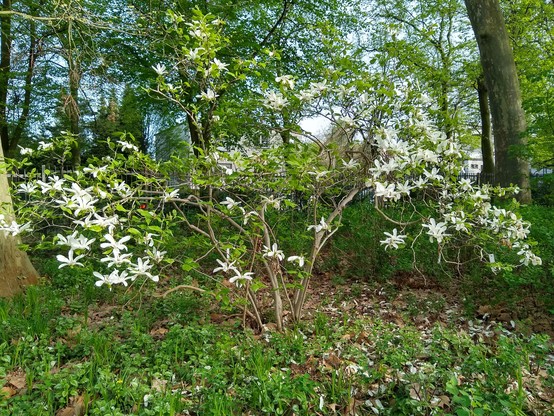 Niski krzew o wielu konarach, pokrytych rzadko zielonymi liśćmi, z rzadko rozmieszczonymi, ale wielkimi, białymi kwiatami w kształcie kilku szeroko rozpiętych płatków. W tle inne drzewa, na ziemi jakieś roślinki.
