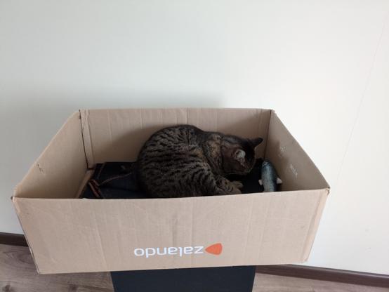 Jego Szaro-pasiasta Ekowatość śpi w kłębku wewnątrz prostokątnego kartonu, na niebieskim kocyku. Obok niego leży pluszowa, biało-niebieska rybka. Beżowe nogi ma skrzyżowane z przodu, nos wciśnięty w kocyk, uszy skierowane ku górze. Pod kartonem widać wierzch kolumny głośnikowej.