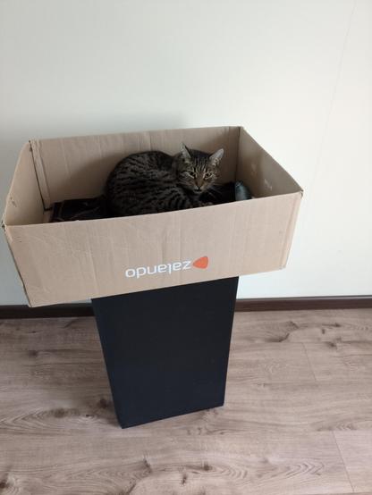 Jego Ekowatość podniósł głowę i patrzy na mnie śpiącym, nieco zdziwionym wzrokiem. Ma rozszerzone źrenice, pyszczek lekko rozwarty. Tu widać całą kolumnę, na wierzchu której stoi widocznie szerszy karton.