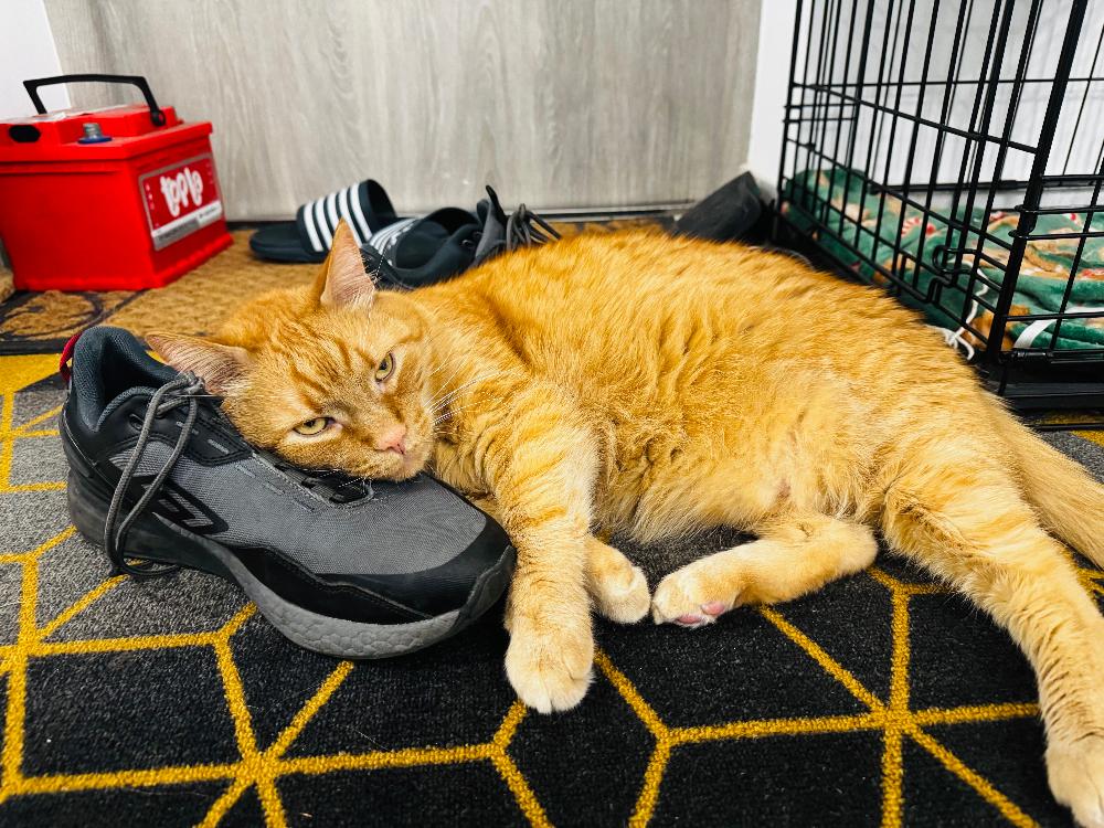 Sorry, no caption provided by author