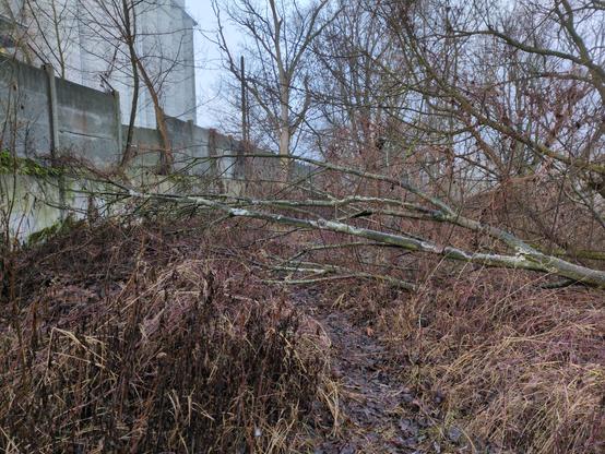 Ścieżka pośród żółtobrązowych traw, zablokowana powalonym drzewem. Drzewo składa się z cienkiego pnia z wieloma odgałęzieniami, blokującymi przejście na różnych wysokościach. Sięga murku po lewej stronie.