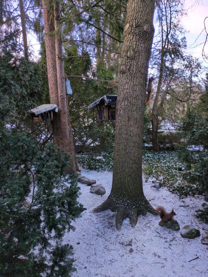Dwa wysokie drzewa, otoczone ciemnozielonymi krzewami o różnych kształtach igieł. Na każdym z nich wisi drewniany domek z kawałkiem materiału za dach. Trochę wyżej, przy gałęzi wisi plastikowa butelka z zamarzniętą wodą. Po drzewie z prawej strony w górę biegnie wiewiórka. Druga stoi na kamieniu u stóp drzewa. Ziemię pokrywa cienka warstwa śniegu, przez którą przebija piasek i igliwie.